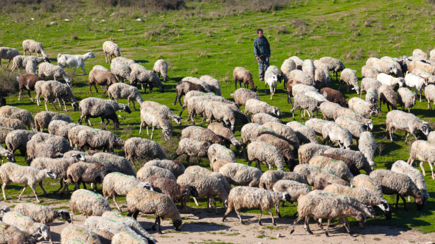 Dali mu na čuvanje 159 ovaca, neće da ih vrati