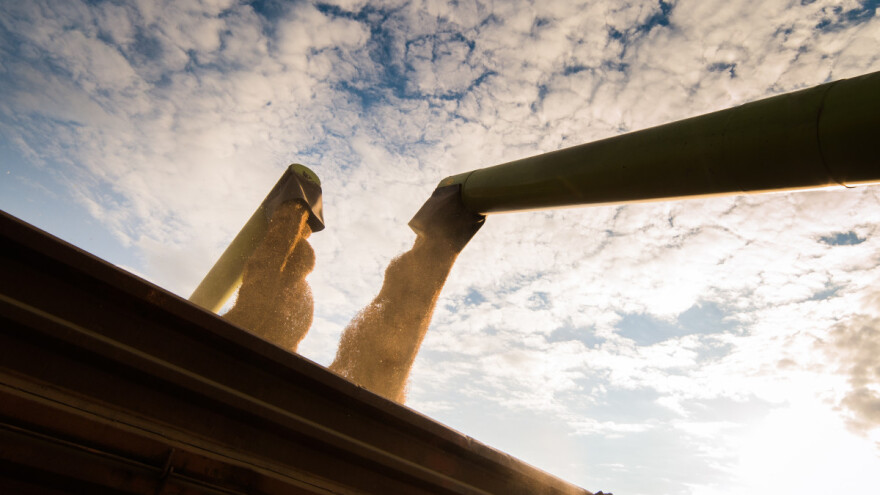 Obilan urod u Australiji i Brazilu ruši cijene žitarica i uljarica?