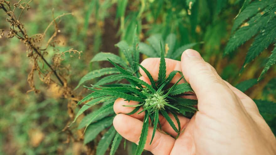 Kukuruzni moljac nanio štete biljkama industrijske konoplje