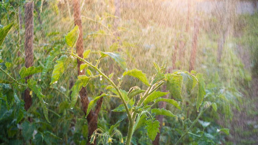 Mlijekom ojačajte biljke i spriječite razvoj bolesti