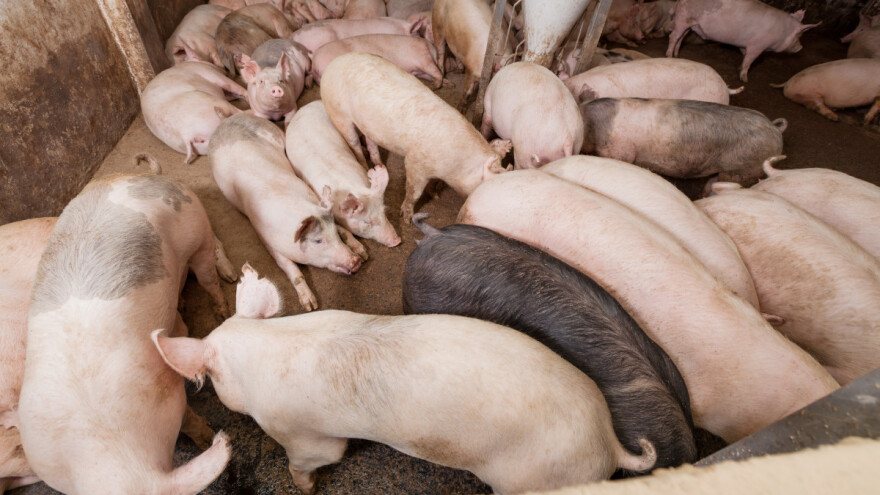 Do sada eutanazirano skoro 12.000 svinja u Srbiji zbog AKS-a