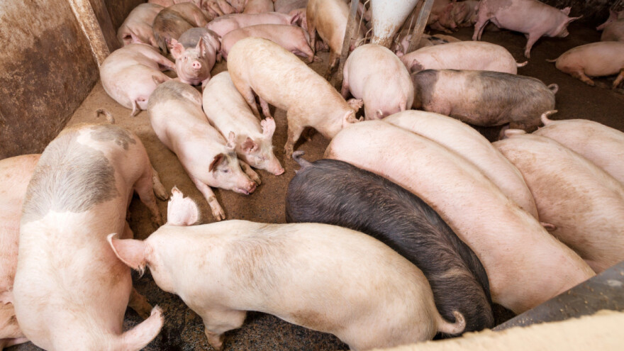 Britanski svinjari u problemu - ne mogu da prodaju grla zbog EU birokratije