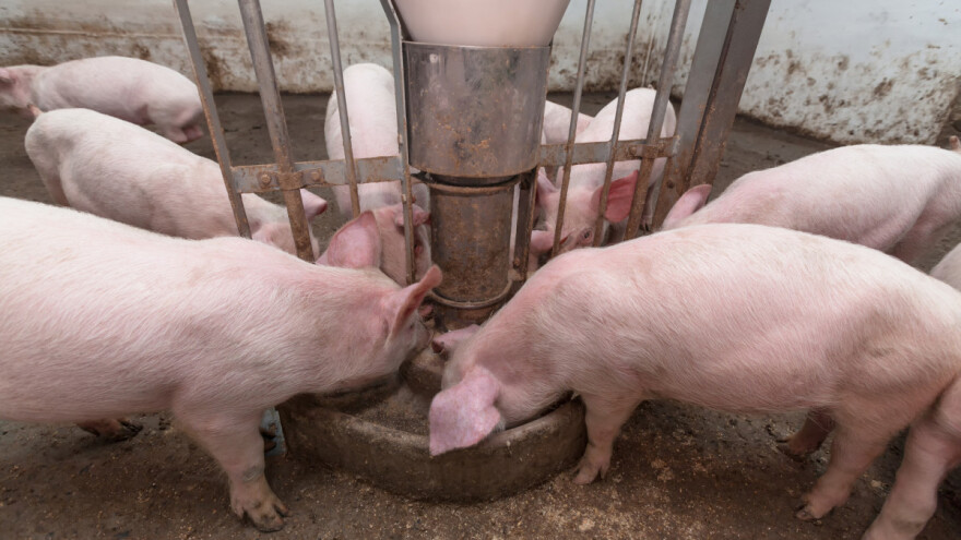 Kako do Covid potpora za uzgoj tovnih svinja?