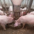 Nastavljene isplate potpora svinjogojcima za usmrćena grla zbog afričke svinjske kuge