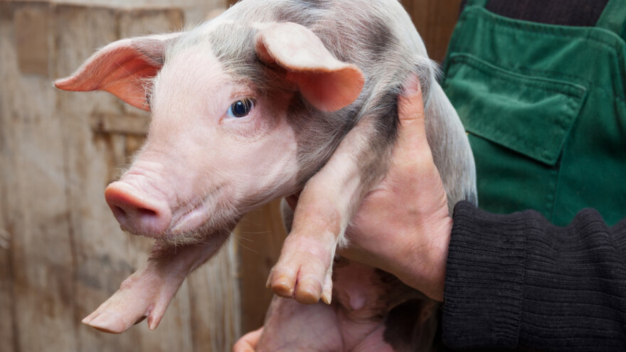 Poljaci odustaju od svinjogojstva - najviše mali uzgajivači