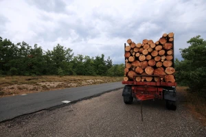 Novac kojega dobiju za posječenu šumu - moći će da koriste kako žele