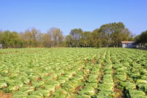 Ogorčeni farmeri: Zbog virusa korona zaoravaju povrće na poljima