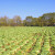 Ogorčeni farmeri: Zbog virusa korona zaoravaju povrće na poljima
