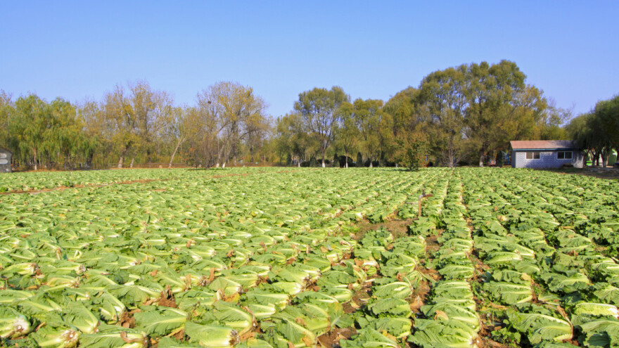 Ogorčeni farmeri: Zbog virusa korona zaoravaju povrće na poljima