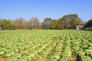 Ogorčeni farmeri: Zbog koronavirusa zaoravaju povrće na poljima