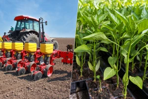 April: Vreme je za setvu, sadnju, ali i radove u voćnjaku i vinogradu