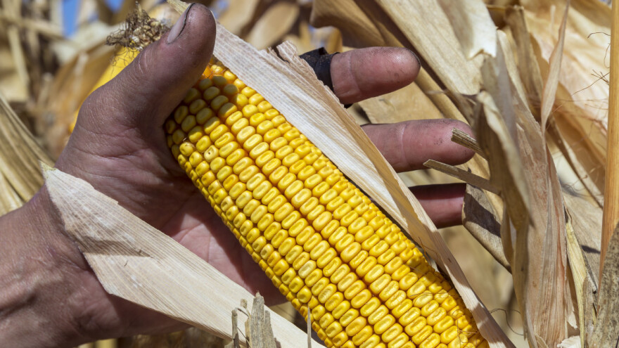 Oborio rekord: Ratar dobio skoro 40 tona kukuruza po hektaru