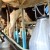 Od jula poskupljuje analiza sirovog mlijeka