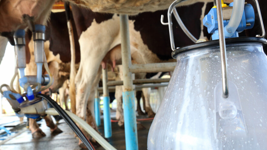 Imlek će isplatiti za mart više od 70 dinara po litri mleka