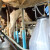 U godinu dana proizvodnja mlijeka u RH se smanjila za 36 tisuća tona