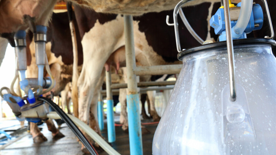 Za premiju za mlijeko isplaćeno 3,1 milion KM