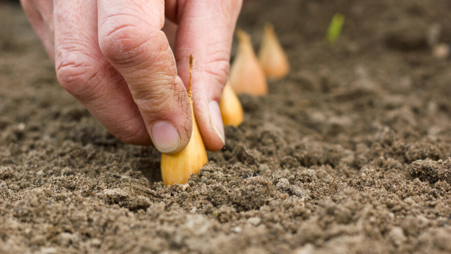 Kod sadnje crvenog luka ne pretjerujte s azotom