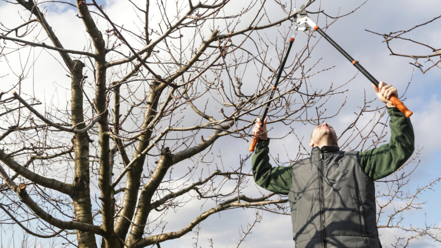 Rezidba šljiva: Treba li ostaviti duže grane na Stanleyu?