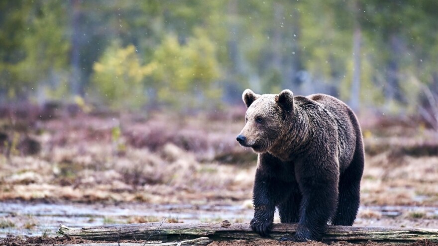 Medvjed trijebi sokolačka sela: Napada pčelinjake, koke, krupnu stoku