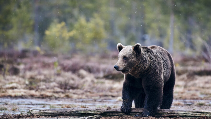 Odstrijeljen je mladi medvjed koji je harao Kostrenom