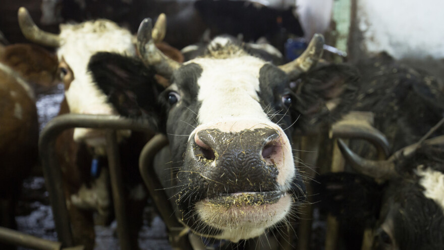 Otpad od hrane koriste za hranidbu stoke, a ostatke voća za zavoje