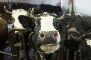 Skandal na mliječnoj farmi - mršave krave leže u mokraći i fekalijama