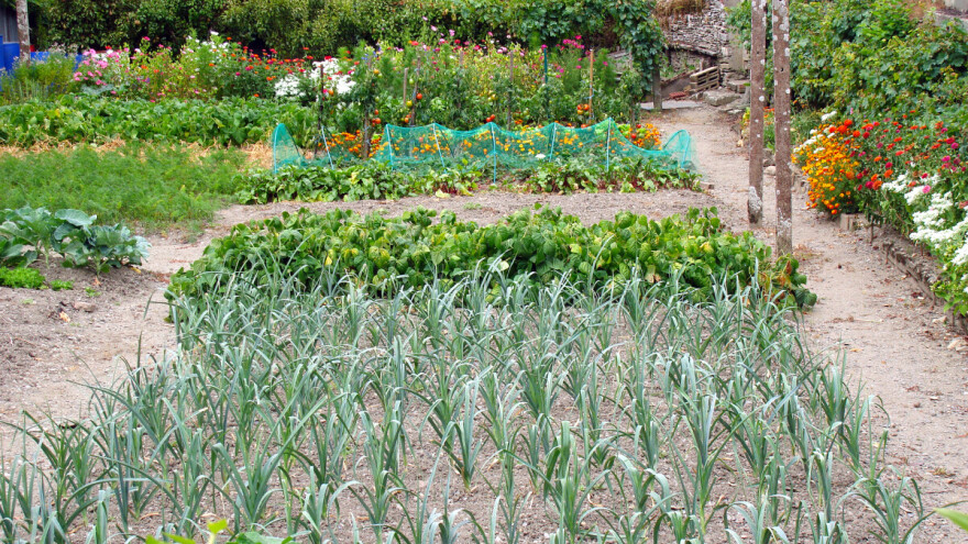 Iako su na gradskom asfaltu, Dobojlije ne odustaju od uzgoja u svojim baštama