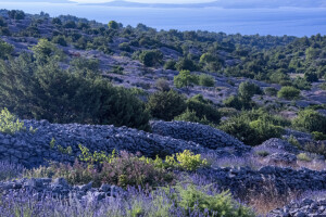 Hvar u znaku mirisne lavande - ne propustite festival u njezinu čast