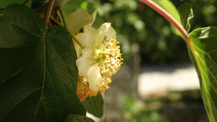Uskoro kreće bubrenje pupoljaka kod kivija, na šta voćari da obrate pažnju?