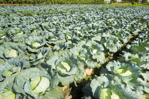 Sve kraća vegetacija i dostupnost kupusnjača na tržištu