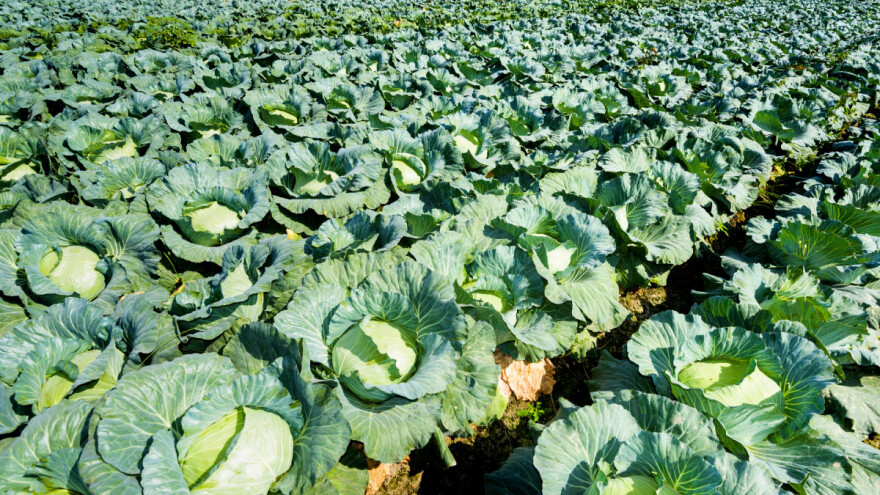 Šuplja stabljika kupusnjača odbija kupce - riješite ju gnojidbom