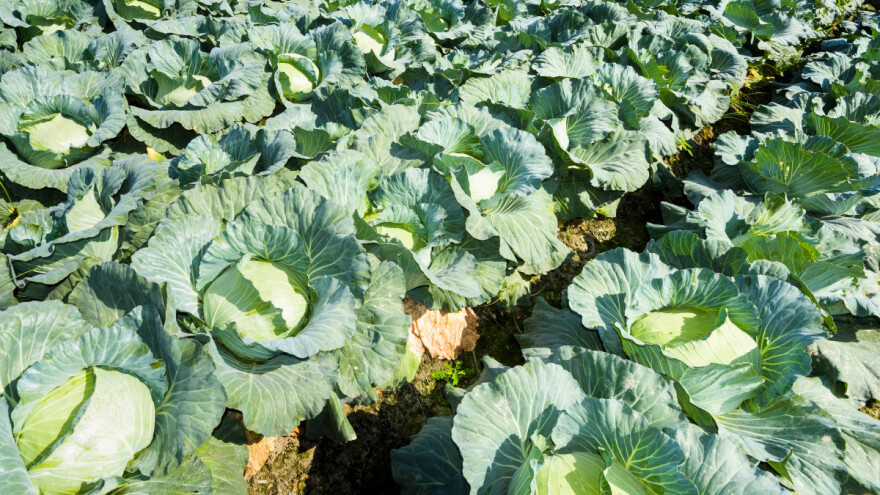 Kada su glavice kupusa spremne za berbu?