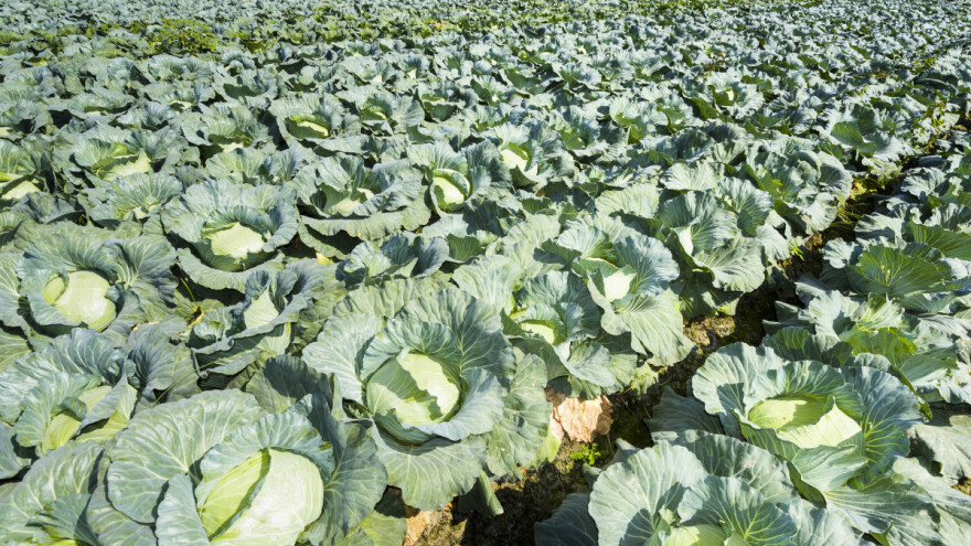 Sve kraća vegetacija i dostupnost kupusnjača na tržištu