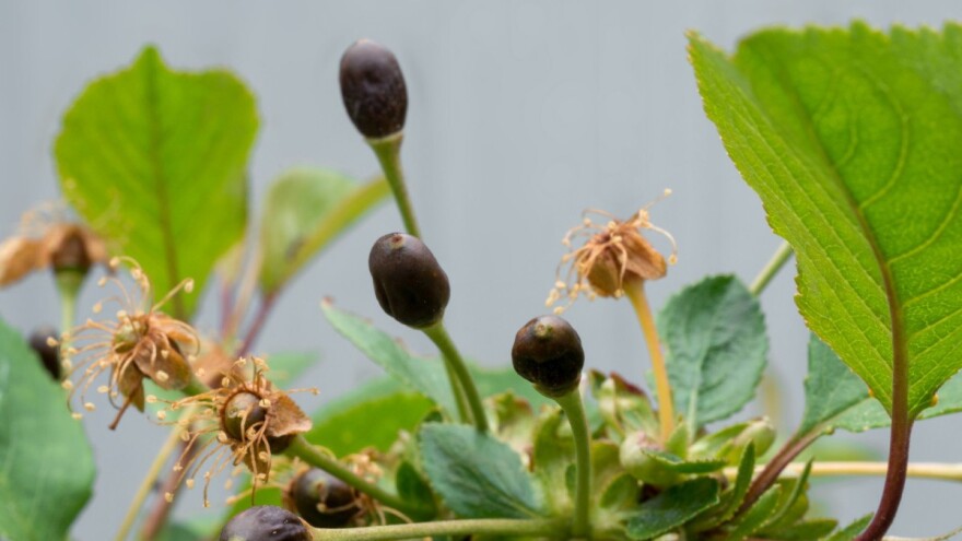 Mraz, oluja i grad pogodili voćnjake i vinograde zapadne Europe