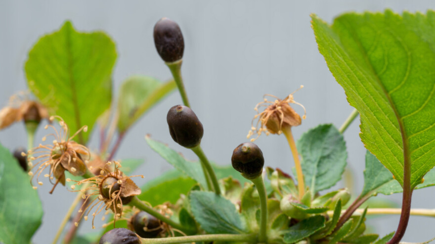 Mraz, oluja i grad pogodili voćnjake i vinograde zapadne Evrope