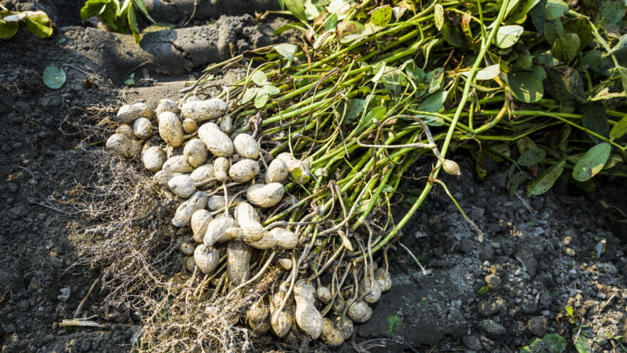 Počeo uzgoj kikirikija, jer je njegovo ulje traženo na tržištu