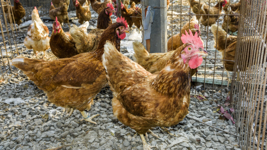 Preventivne mjere u BiH zbog pojave ptičje gripe u regionu