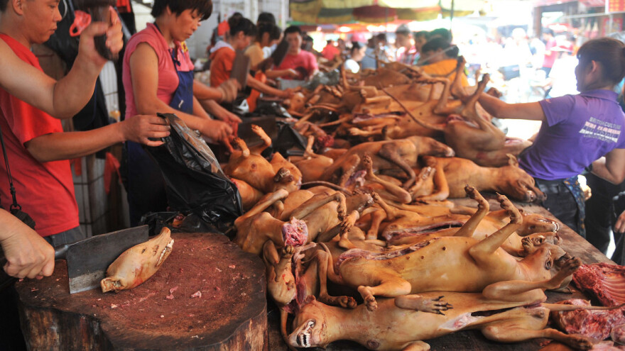 Psi su hrana, a ne ljubimci: U Južnoj Koreji revoltirani zbog zabrane uzgoja za meso