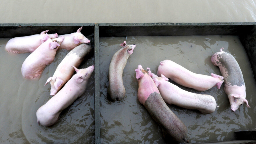 Poplave u Kini: Stočari izvlače tisuće uginulih svinja s farmi - prijeti širenje ASK-a