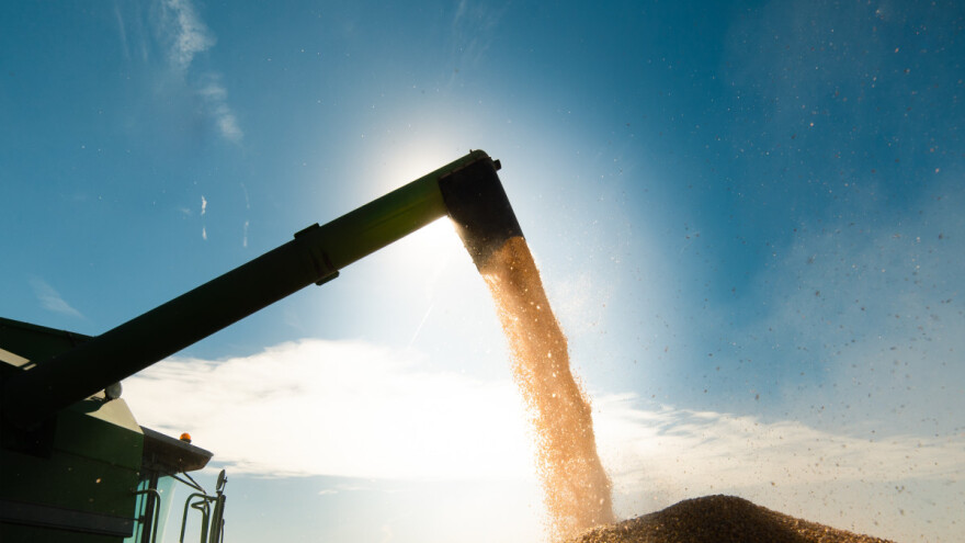 Dok cene žitarica i dalje padaju, Erdogan ima poruku za Kijev