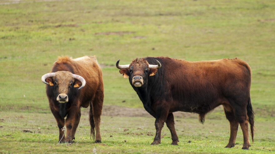 Stado bikova na ispaši usmrtilo vlasnika
