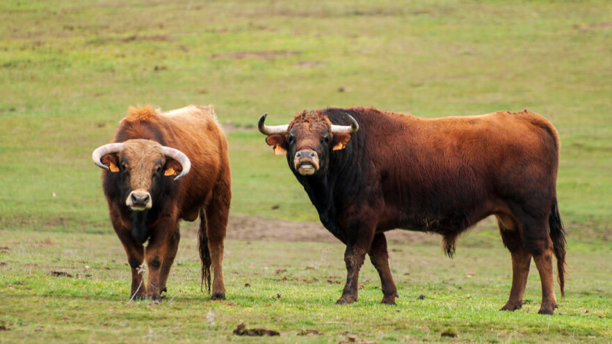 Bikovi usmrtili oca i sina dok su ih selili na drugi pašnjak