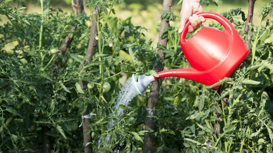 Revni, a neiskusni: Napumpaju hladnu vodu u kantu s ružom i s visine poškrope - sve