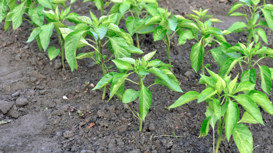U čemu to uzgajivači paprike najviše griješe?