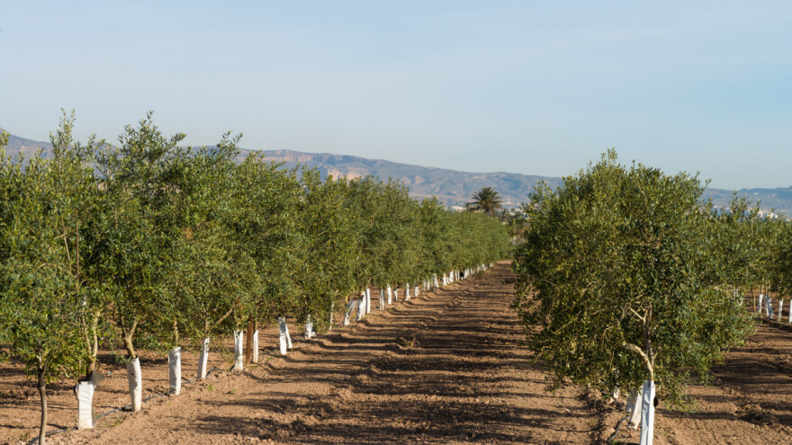 Vrijeme je za radove u maslinicima - ne čekajte s ovim poslovima