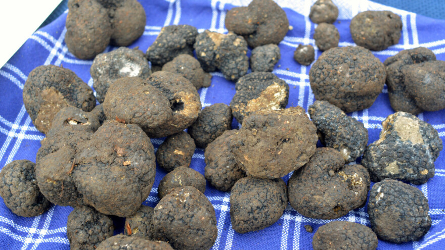 Uhvaćen sa 78 kilograma crnih tartufa na granici s Hrvatskom