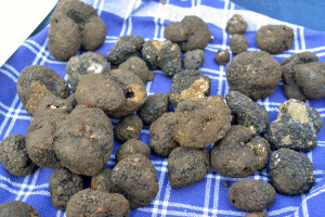 Uhvaćen sa 78 kilograma crnih tartufa na granici s Hrvatskom