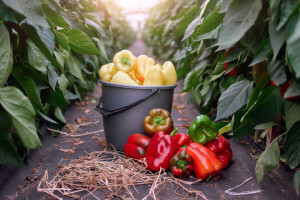 Paprika u plasteniku - kako je navodnjavati, prihranjivati i zaštititi