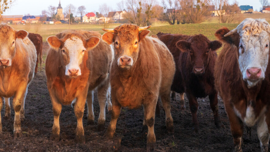 Isplaćene premije za tri mjere - više od pet miliona maraka