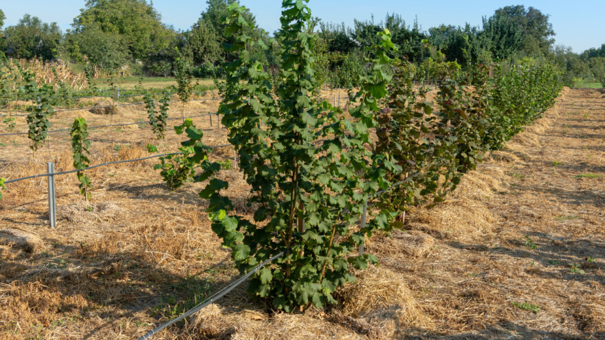 Ukrali mu oko 200 kilograma lješnjaka, šteta više stotina eura